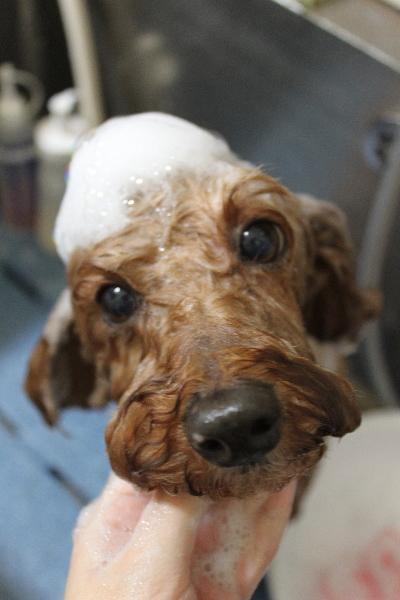 千葉県船橋市のトイプードルのシャンプー画像