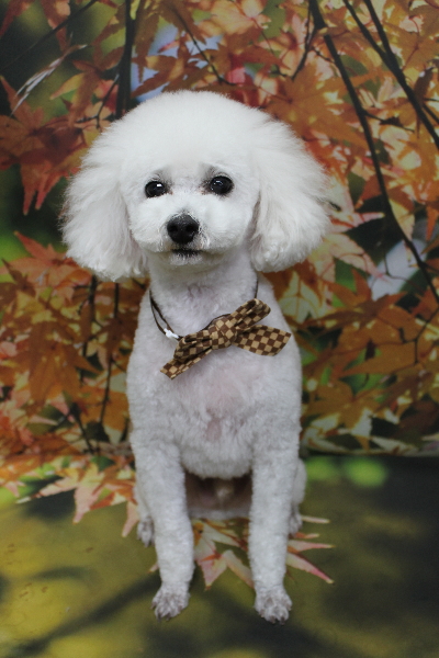 千葉県市川市のトイプードルのトリミング画像