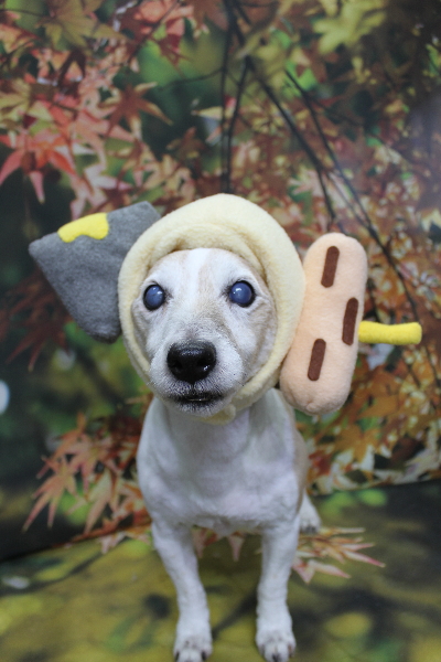 千葉県船橋市のジャックラッセルのトリミング画像