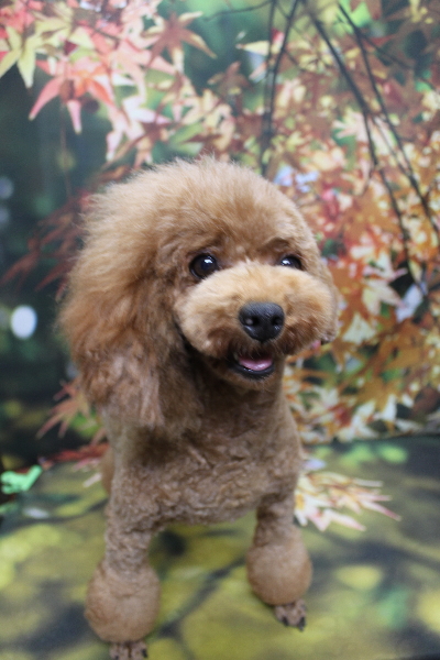 トイプードルブリーダーの成犬、トリミング画像