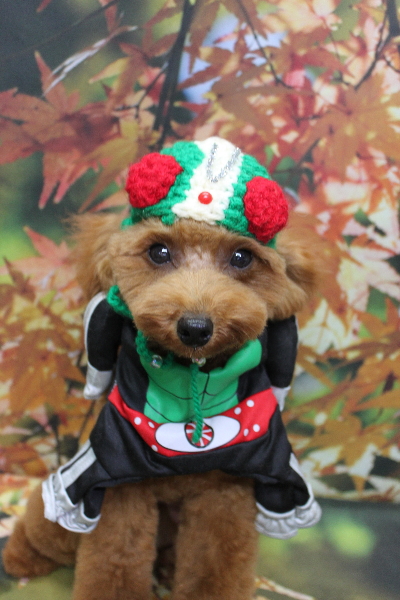 千葉県船橋市のトイプードルのトリミング画像