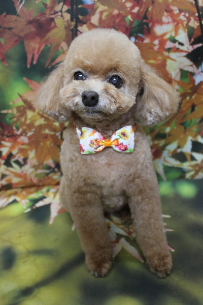 千葉県鎌ケ谷市のトイプードルのトリミング画像