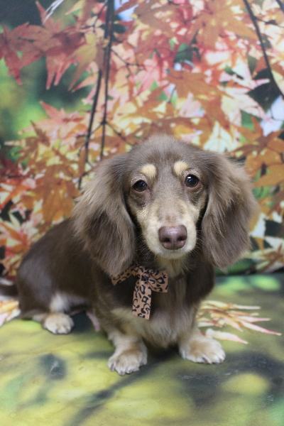 千葉県船橋市のミニチュアダックスのトリミング画像