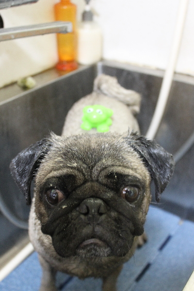 千葉県鎌ケ谷市のパグの泥パック画像