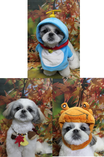 千葉県松戸市のシーズーのトリミング画像