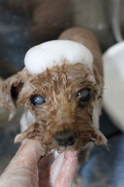 千葉県船橋市のトイプードルのシャンプー画像