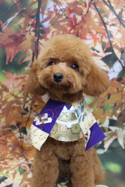 千葉県船橋市のトイプードルのトリミング画像