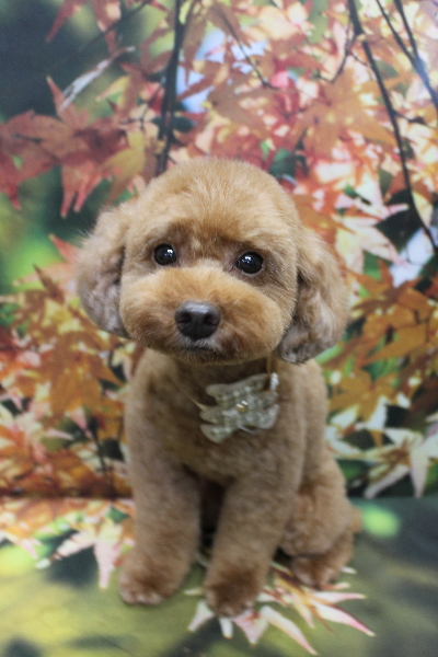 千葉県船橋市のトイプードルのトリミング画像