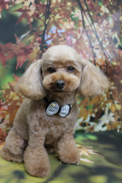 千葉県船橋市のトイプードルのトリミング画像