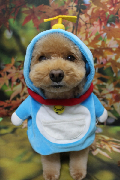 千葉県佐倉市のトイプードルのトリミング画像