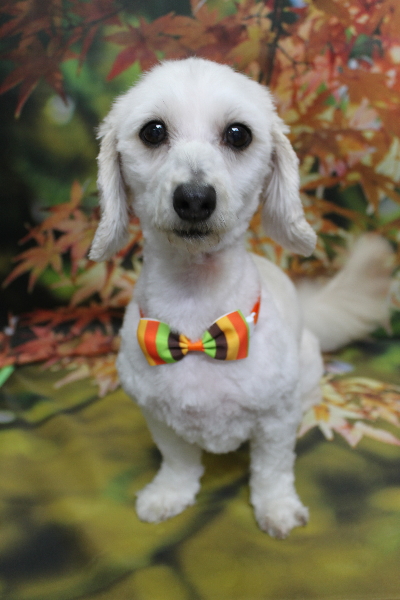 千葉県船橋市のミックス犬のトリミング画像