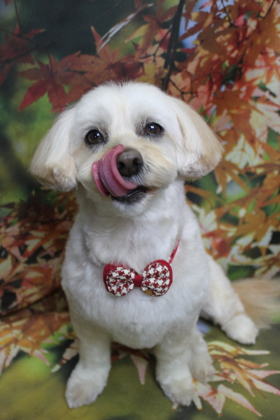 千葉県鎌ケ谷市のミックス犬のトリミング画像