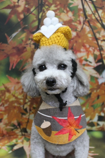 千葉県船橋市のトイプードルのトリミング画像