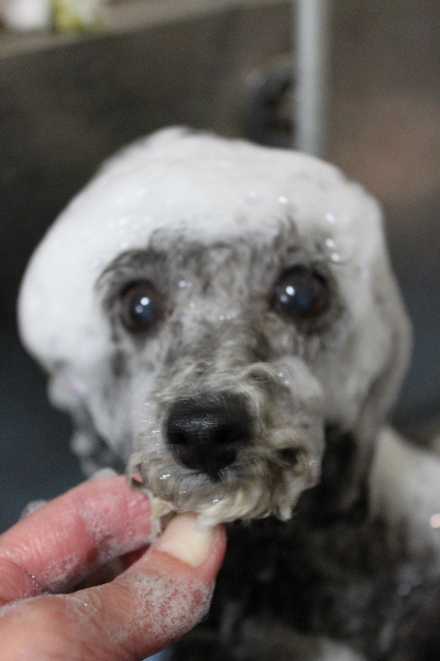 千葉県船橋市のトイプードルのシャンプー画像