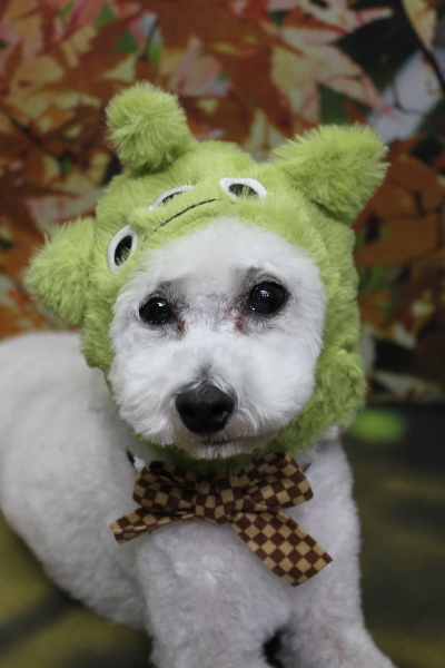 千葉県市川市のトイプードルのトリミング画像