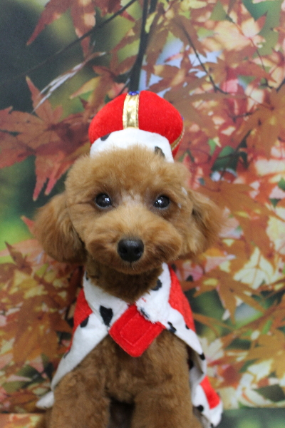 千葉県船橋市のトイプードルのトリミング画像