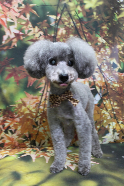 千葉県船橋市のトイプードルのトリミング画像