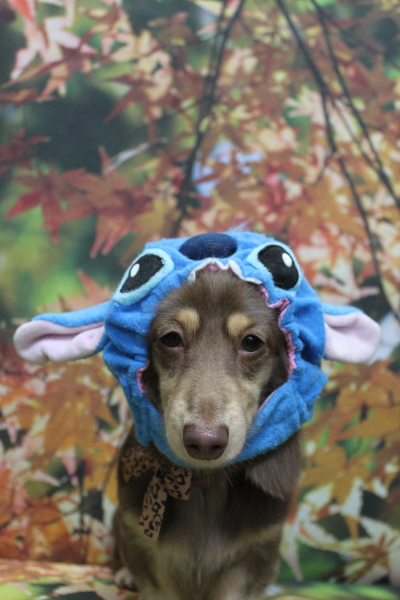 千葉県船橋市のミニチュアダックスのトリミング画像