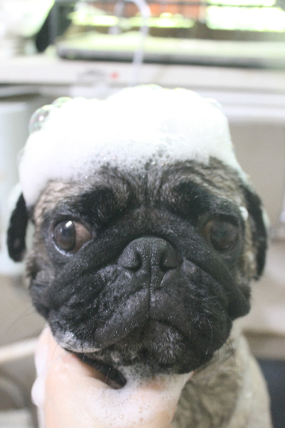 千葉県鎌ケ谷市のパグのシャンプー画像