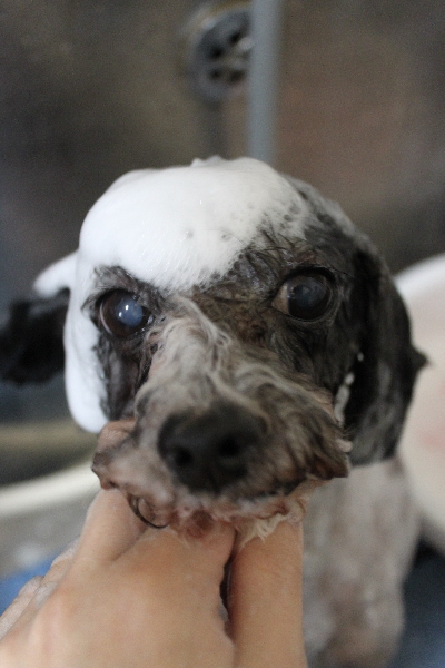 千葉県船橋市のトイプードルのシャンプー画像
