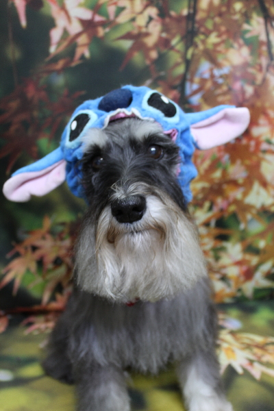 千葉県船橋市のミニチュアシュナウザーのトリミング画像