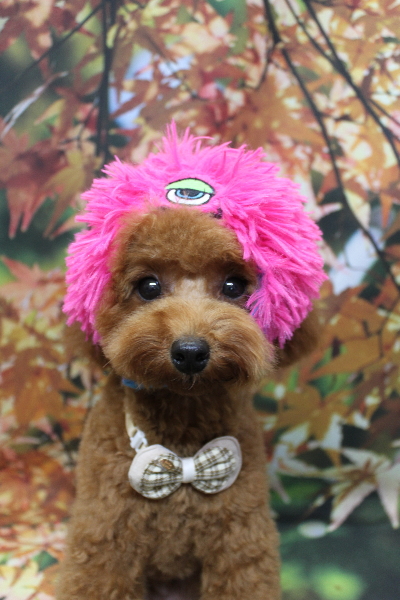 千葉県船橋市のトイプードルのトリミング画像