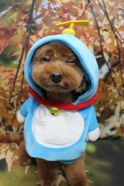 千葉県船橋市のトイプードルのトリミング画像