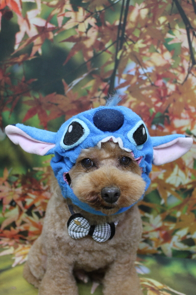 千葉県船橋市のトイプードルのトリミング画像