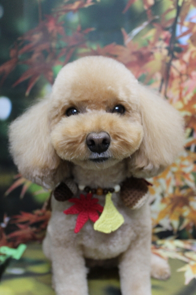 千葉県佐倉市のトイプードルのトリミング画像