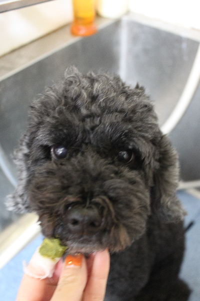 千葉県松戸市のトイプードルの歯磨き画像