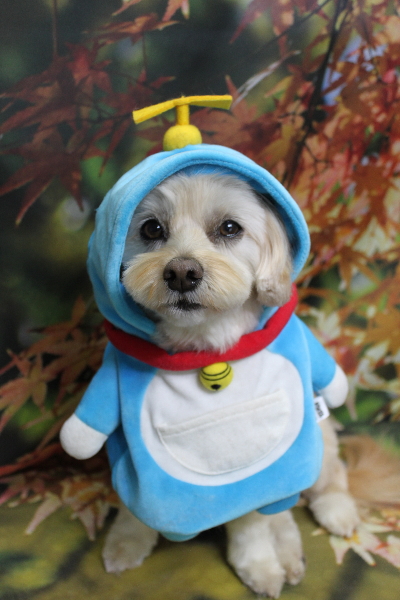 千葉県鎌ケ谷市のミックス犬のトリミング画像