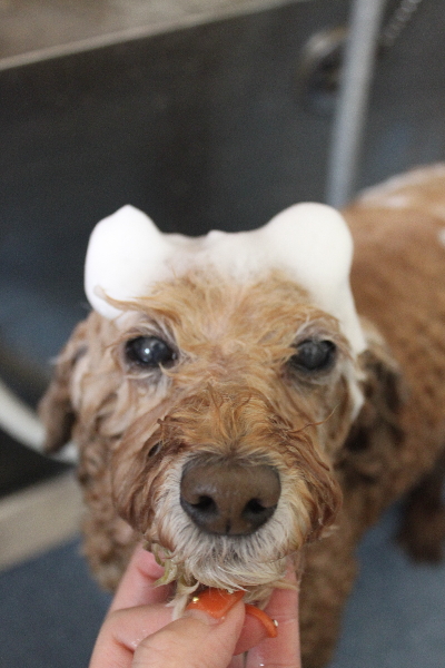 千葉県松戸市のトイプードルのシャンプー画像