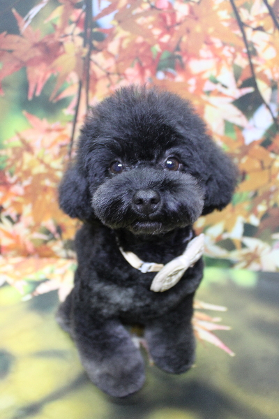 千葉県鎌ヶ谷市のトイプードルのトリミング画像