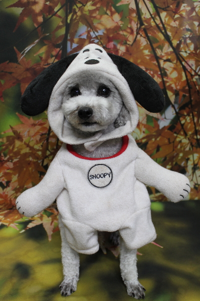 千葉県船橋市のトイプードルのトリミング画像