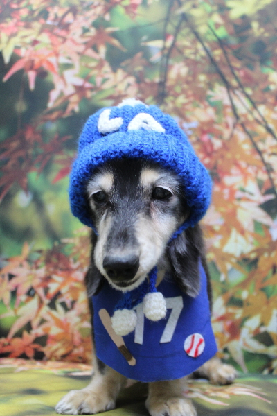 千葉県鎌ヶ谷市のミニチュアダックスのトリミング画像