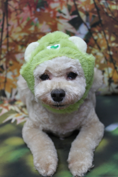 千葉県鎌ケ谷市のトイプードルのトリミング画像