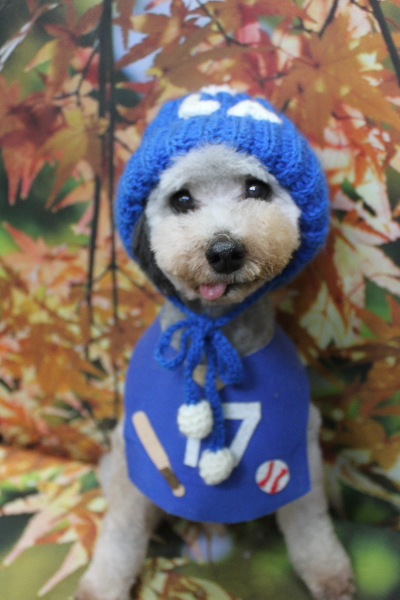 トイプードルブリーダーの成犬、トリミング画像