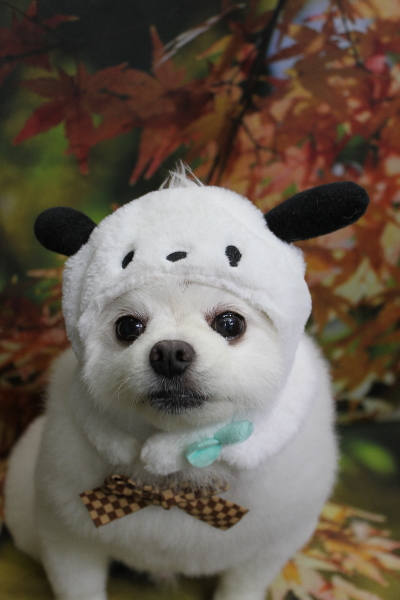 千葉県船橋市のポメラニアンのトリミング画像