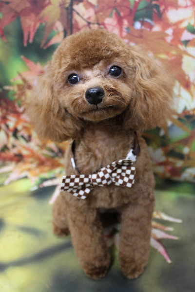 千葉県船橋市のトイプードルのトリミング画像