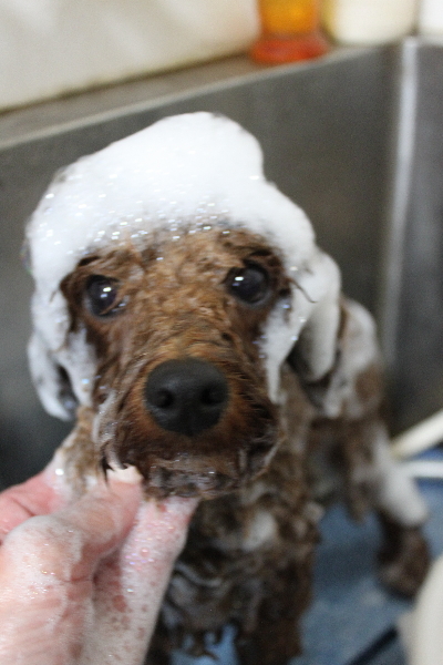 千葉県鎌ヶ谷市のトイプードルのシャンプー画像