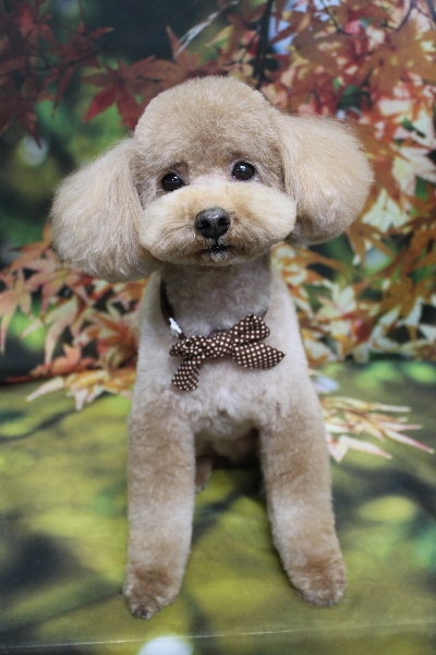 千葉県船橋市のトイプードルのトリミング画像