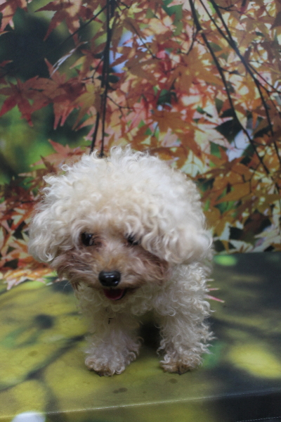 千葉県鎌ケ谷市のトイプードルトリミング前画像