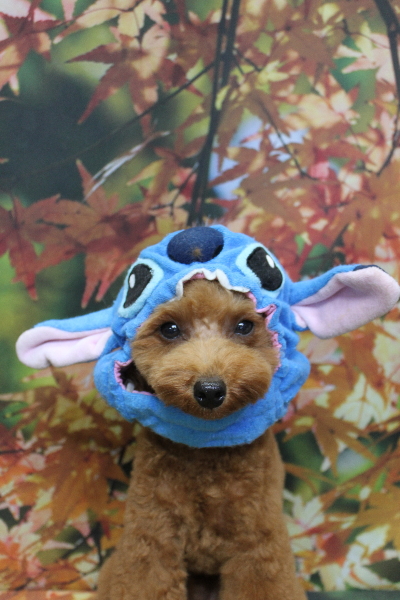 千葉県船橋市のトイプードルのトリミング画像