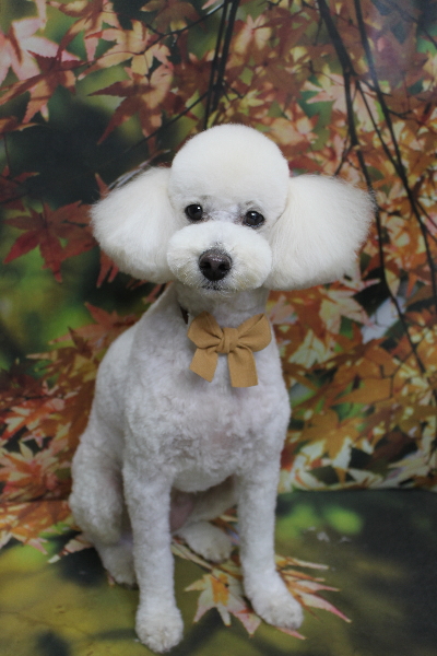 千葉県鎌ヶ谷市のトイプードルのトリミング画像