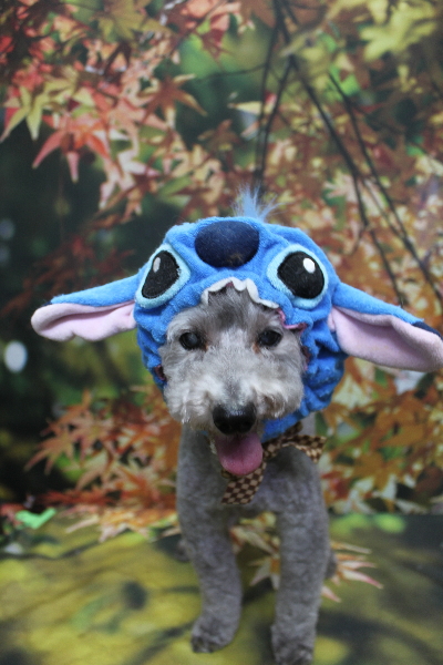 千葉県船橋市のトイプードルのトリミング画像