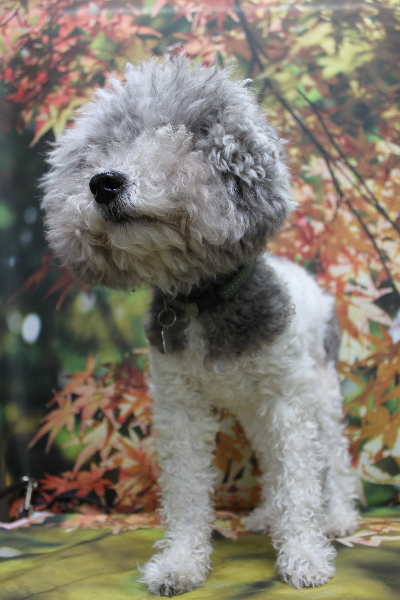 千葉県松戸市のトイプードルのトリミング前画像