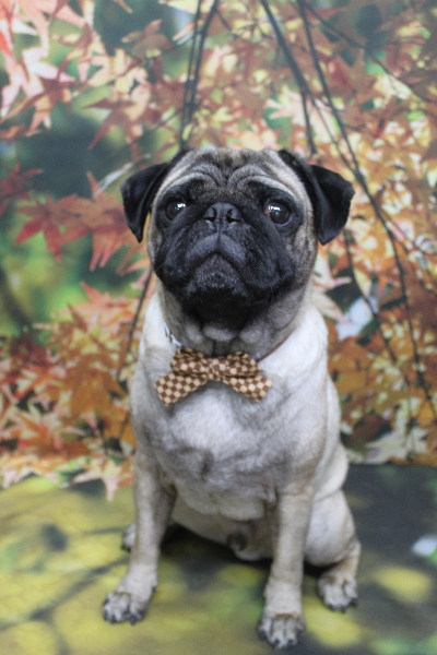 千葉県鎌ケ谷市のパグのトリミング画像