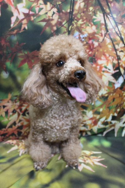 千葉県鎌ヶ谷市のトイプードルのトリミング前画像