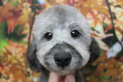 トイプードルブリーダーの子犬、トリミング画像