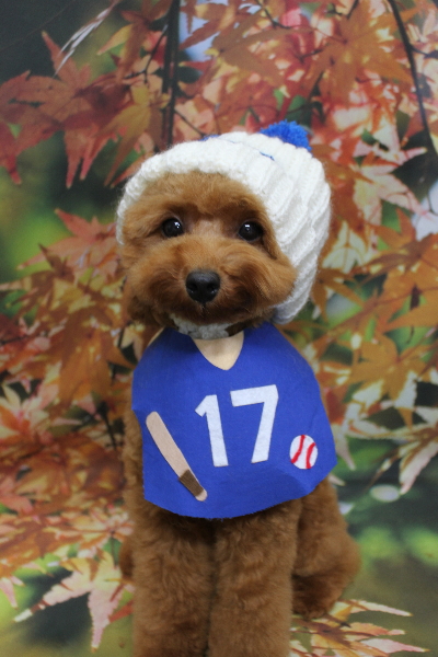 千葉県船橋市のトイプードルのトリミング画像